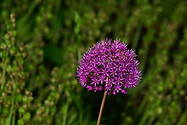 花,開花,紫