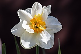 水仙,花,花花園