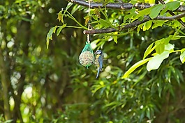 核桃樹,鳥,山雀