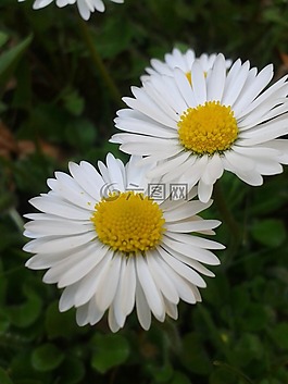 雛菊,白,黃色