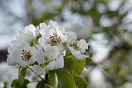 蘋果,蘋果樹,蘋果花