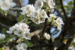 蘋果,蘋果樹,蘋果花