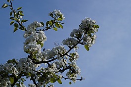 蘋果,蘋果樹,蘋果花