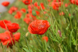 罌粟,罌粟花田,klatschmohn