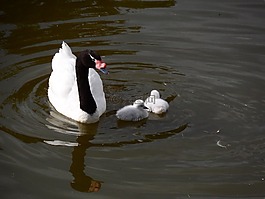 天鵝,家庭,鳥(niǎo)