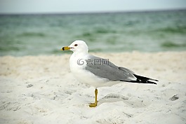 海鸥,鸟,海滩