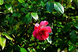 玫瑰,開(kāi)花,玫瑰綻放