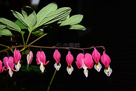 流血的心,鮮花,粉紅色