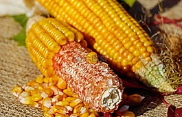 玉米,玉米棒,玉米籽粒