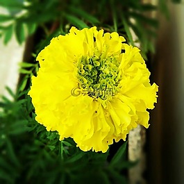 花,黃色,綠色