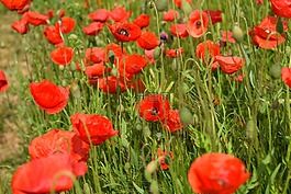 罌粟,klatschmohn,紅色