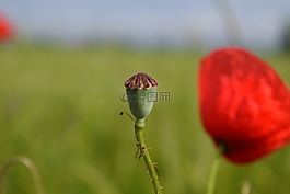罌粟,罌粟膠囊,klatschmohn