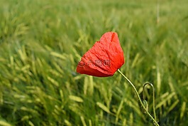 罌粟,紅罌粟,klatschmohn