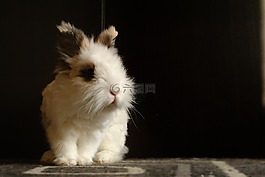 國內(nèi)動物,兔,鋪設