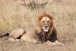獅子,野生動物園,非洲