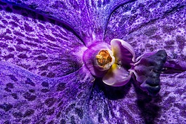 蘭花,開(kāi)花,花