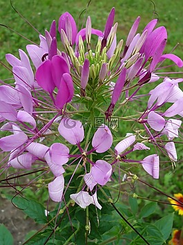 花,粉紅色,性質