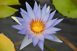 睡莲,紫,池塘