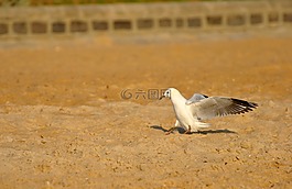 鳥,海灘,生物