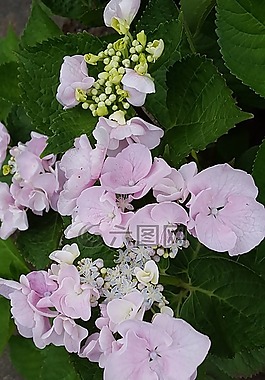 鮮花,繡球花,粉色