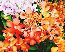 花,橙色,蘭花