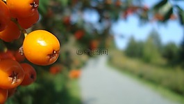 漿果,水果,徑