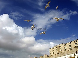 海鷗,藍(lán)色,天空
