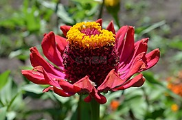 花卉,紅花,少校。