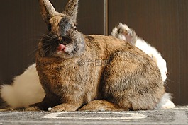 國內(nèi)動物,兔,草莓