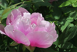 牡丹,花,粉色