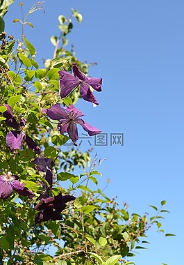 鮮花,天空,夏季