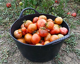 西紅柿,收獲,果園