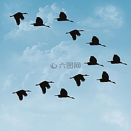 鴨,鳥,天空