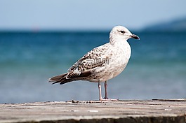 海鷗,鳥,海