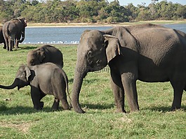 大象,旅行,野生動物