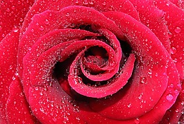 玫瑰,花,花瓣