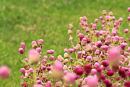 花,花园,多彩