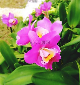 蘭花,粉紅色,綠色