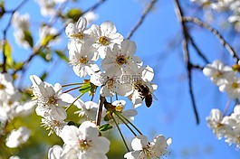 蜜蜂,鮮花,花蜜