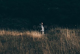 绿色,草,原野