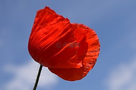 罌粟,klatschmohn,紅色