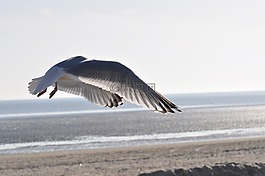 海鷗,海灘,飛行