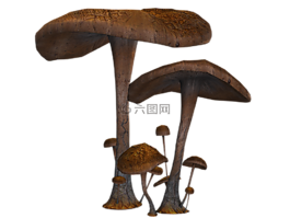 蘑菇,幻想,數(shù)字藝術(shù)