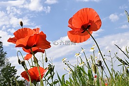 罌粟,klatschmohn,紅色