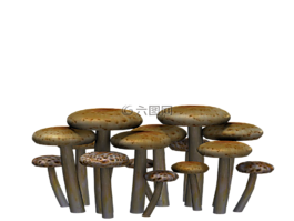 蘑菇,幻想,數(shù)字藝術