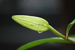 百合,鮮花,宏