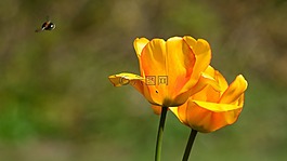 自然,花,雙向