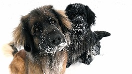 狗,雪,冬天