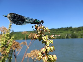 蜻蜓,昆虫,昆虫飞行