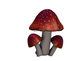 飛木耳,蘑菇,幻想